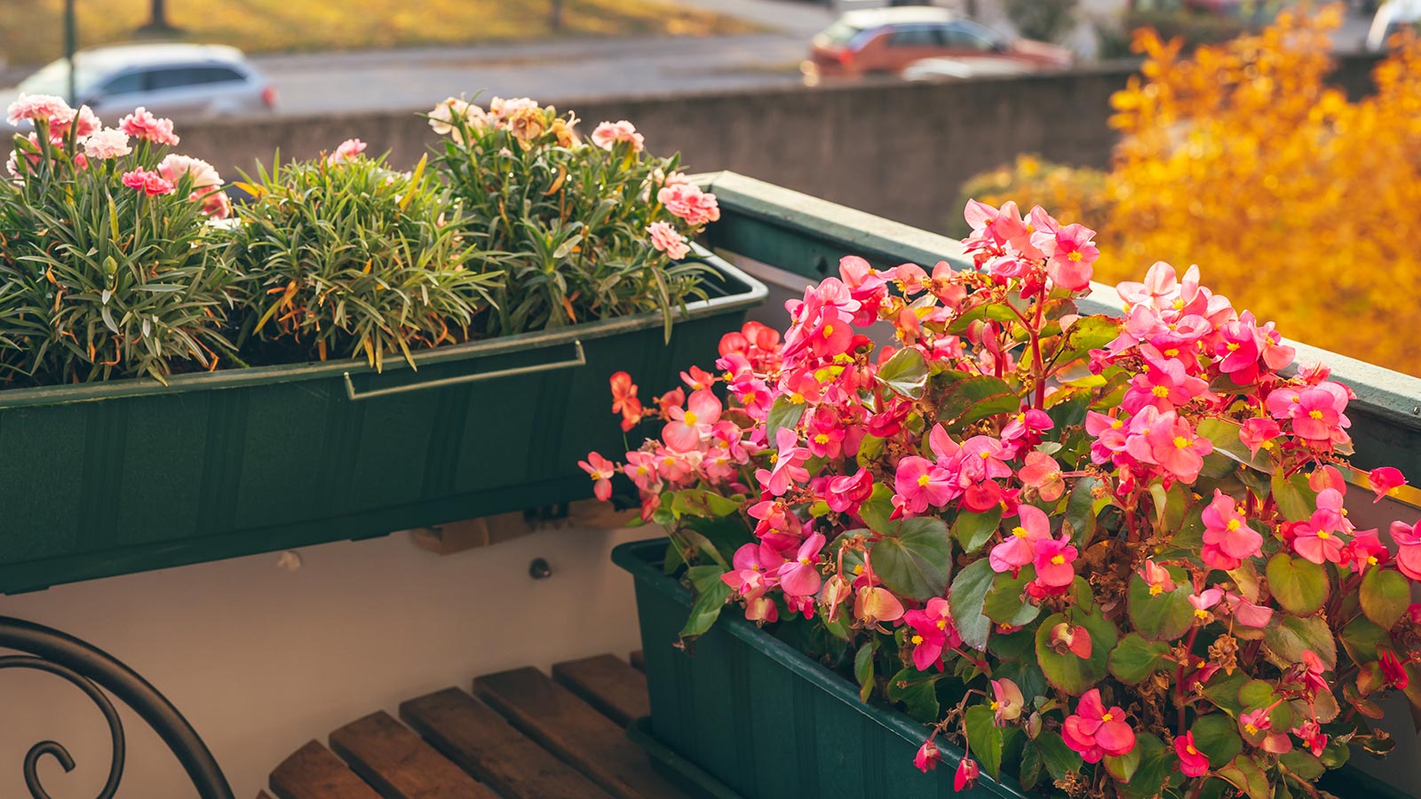 נשיקה במצח, ערן רודה